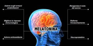 seno melatonina cervello ormone